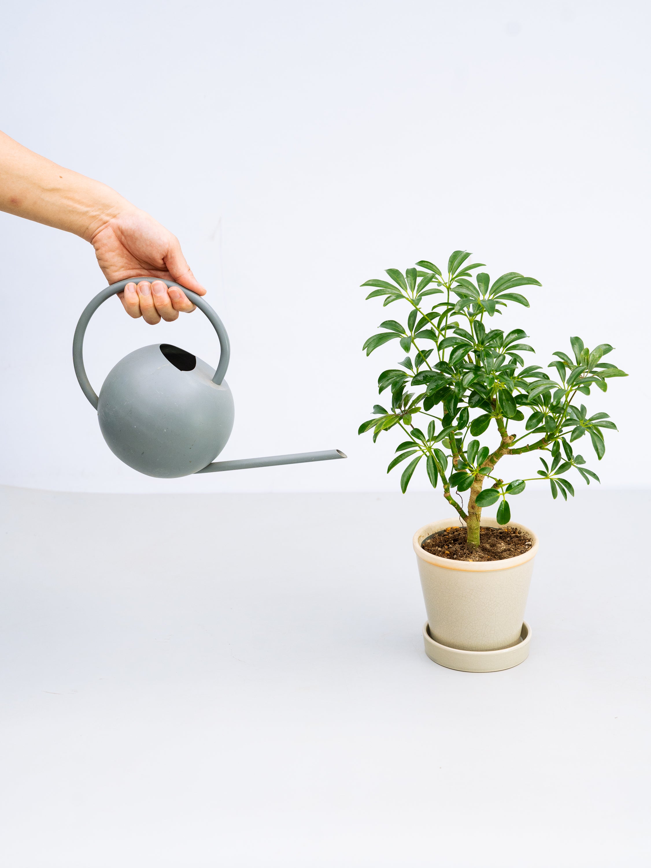 一点もの】シェフレラ・コンパクタ Table-L | 観葉植物・お花の通販