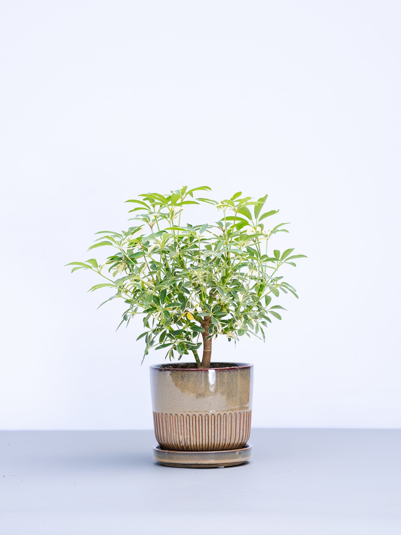 一点もの】シェフレラ・ムーンドロップ Table-L | 観葉植物・お花の