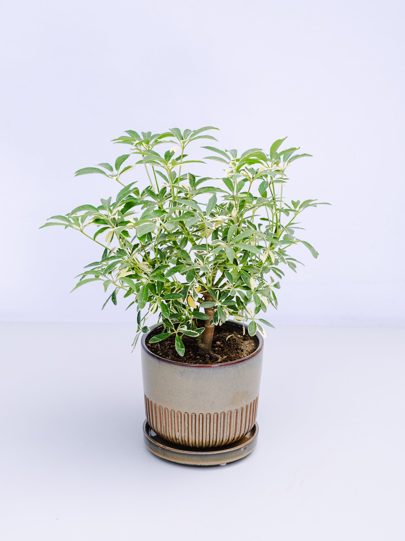 一点もの】シェフレラ・ムーンドロップ Table-L | 観葉植物・お花の