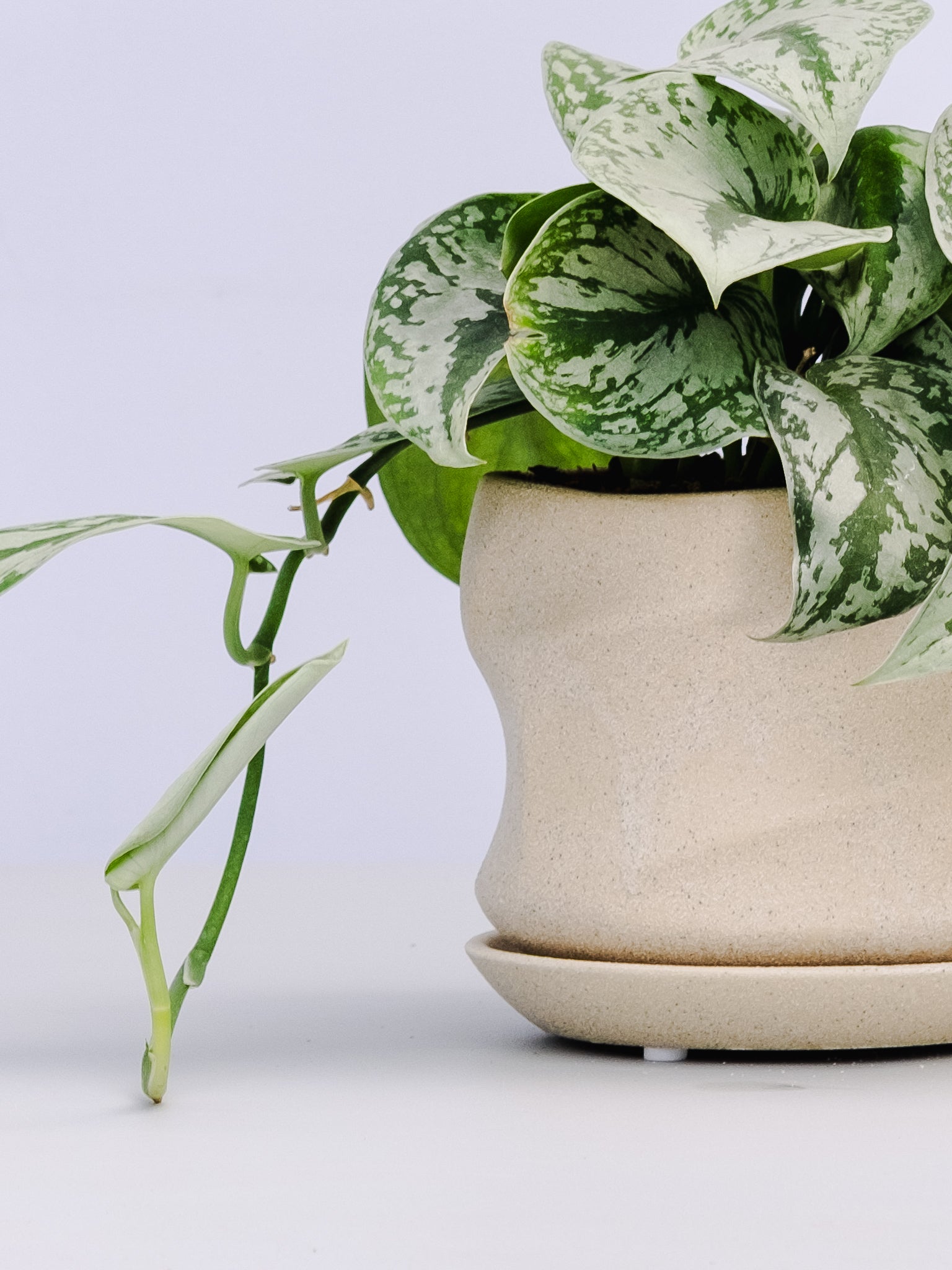 一点もの】スキンダプサス・トレビー Table-L #1 | 観葉植物・お花の
