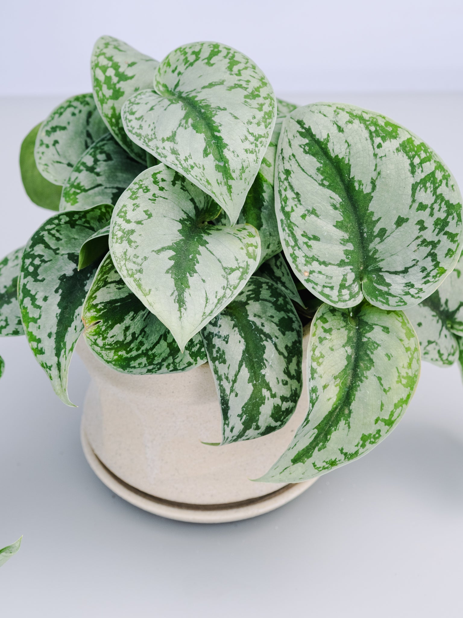 一点もの】スキンダプサス・トレビー Table-L #1 | 観葉植物・お花の