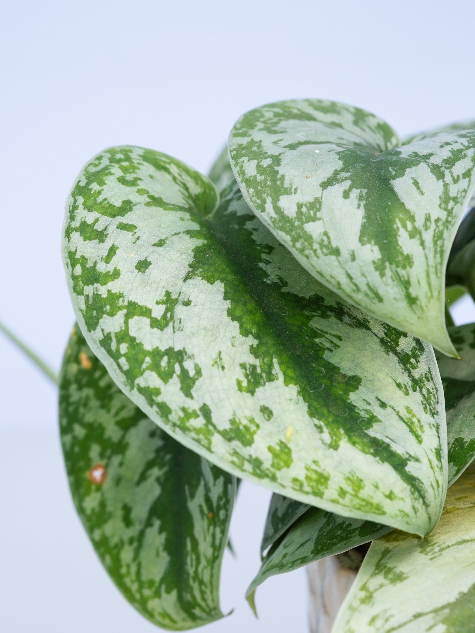 一点もの】スキンダプサス・トレビー Table-L #4 | 観葉植物・お花の