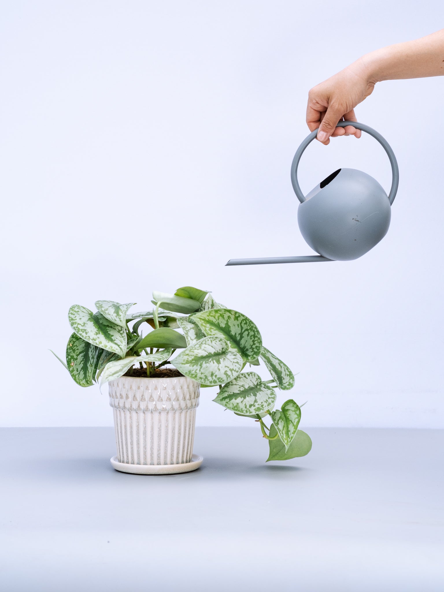 一点もの】スキンダプサス・トレビー Table-L #4 | 観葉植物・お花の