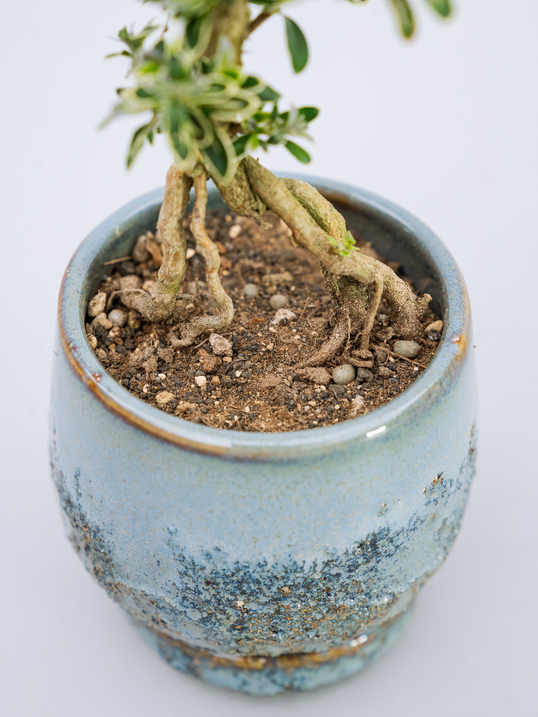 一点もの】斑入白鳥花（斑入りハクチョウゲ） Table-S | 観葉植物