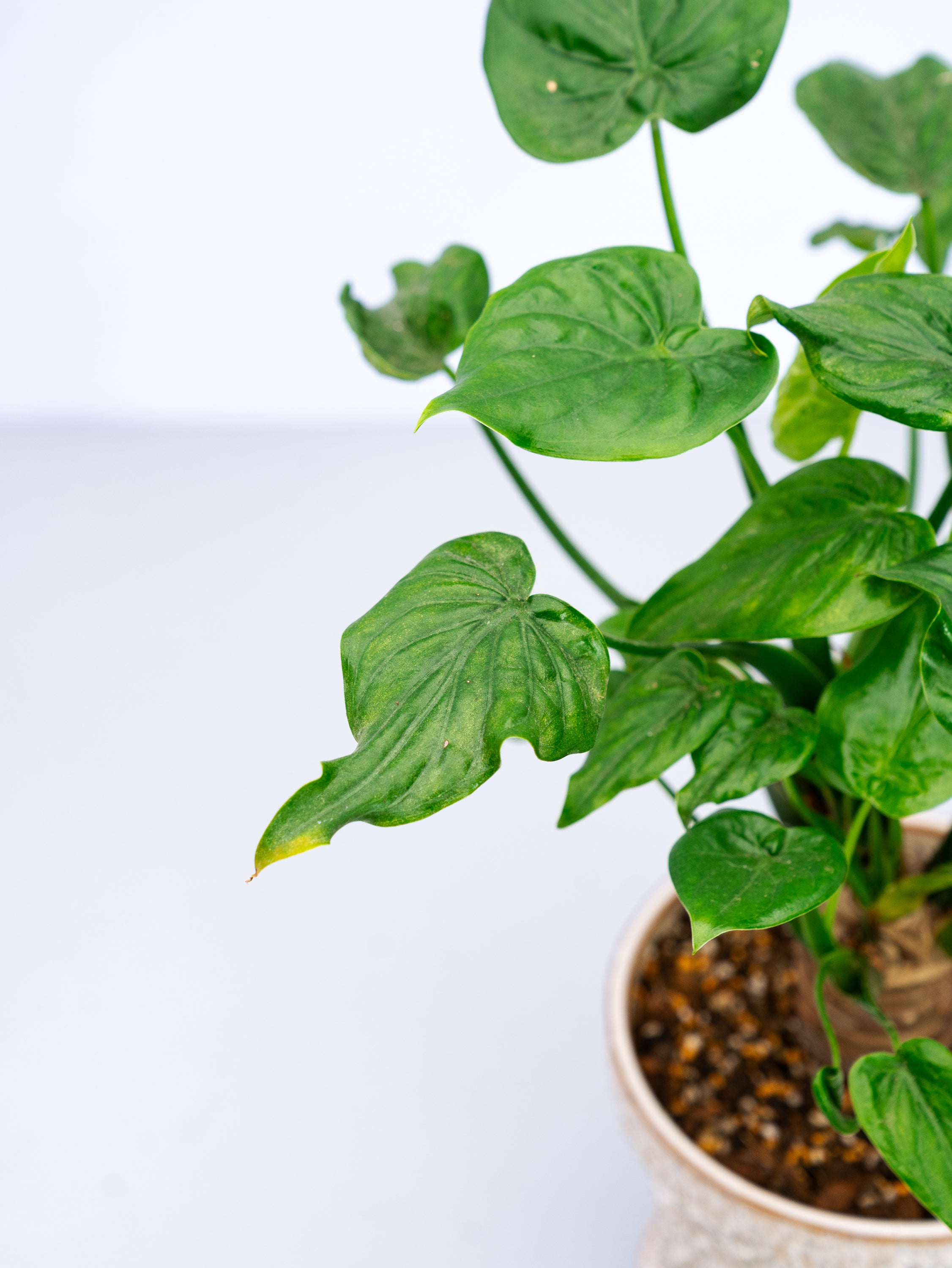 一点もの】シマクワズイモ S | 観葉植物・お花の通販 AND PLANTS