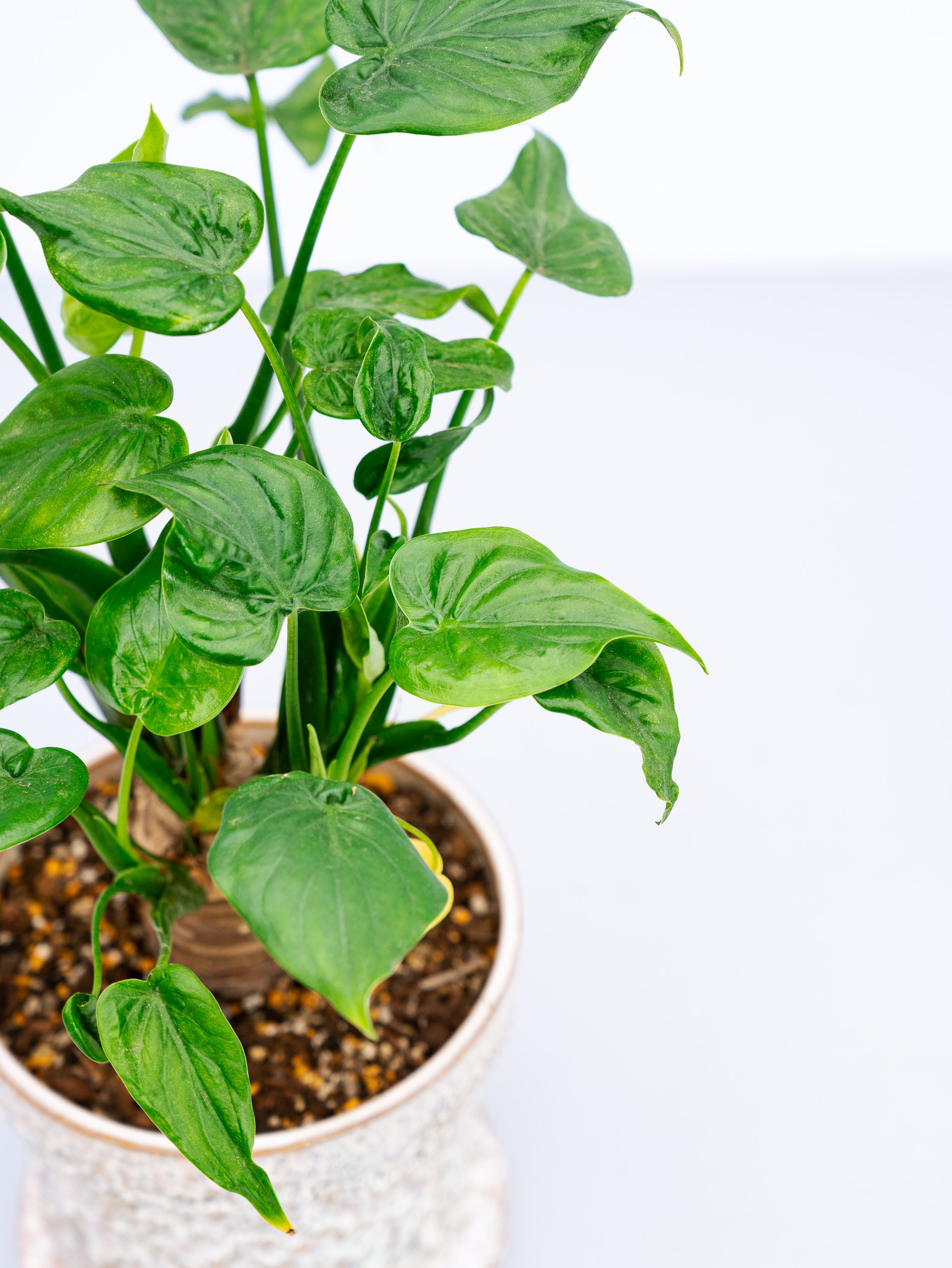 一点もの】シマクワズイモ S | 観葉植物・お花の通販 AND PLANTS