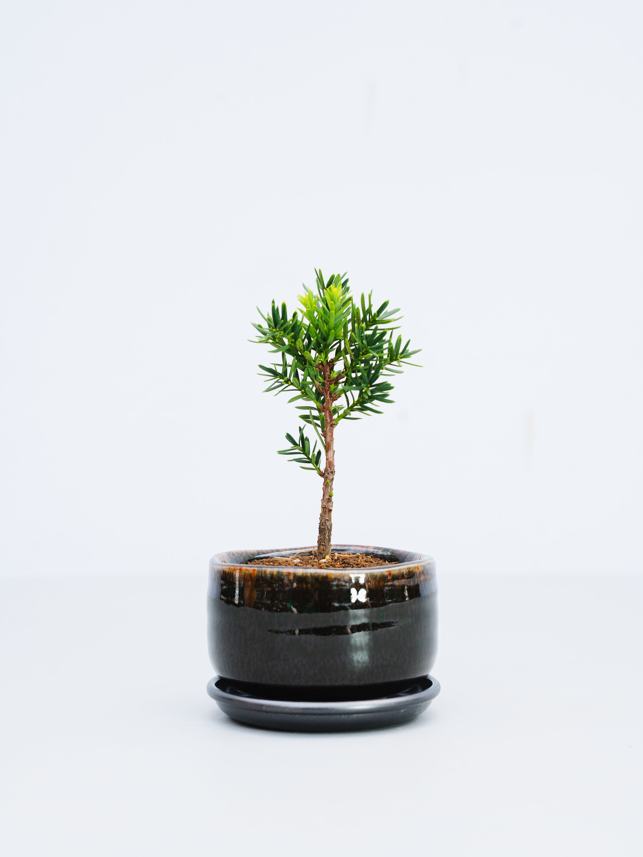 【一点もの】イチイ Table-S