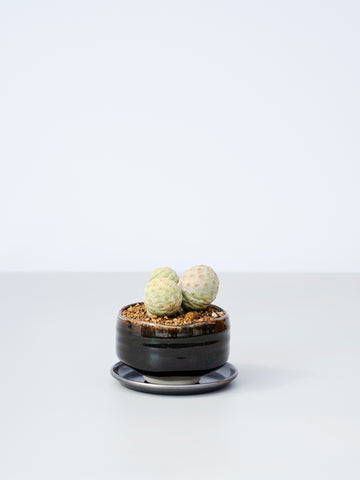 【一点もの】テフロカクタアス・ゲオメトリクス Table-M #1