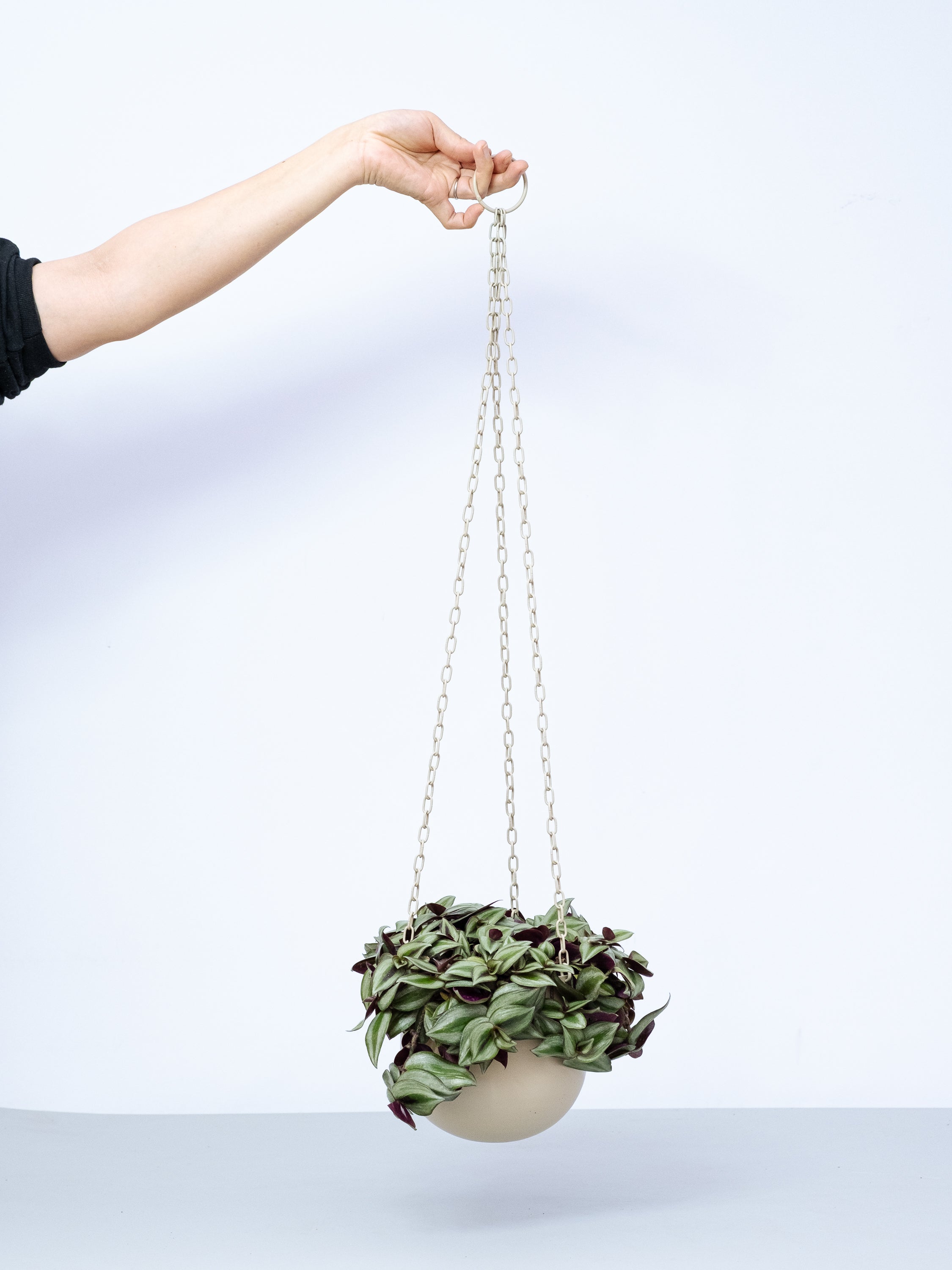 【一点もの】トラディスカンチア -ハンギング-