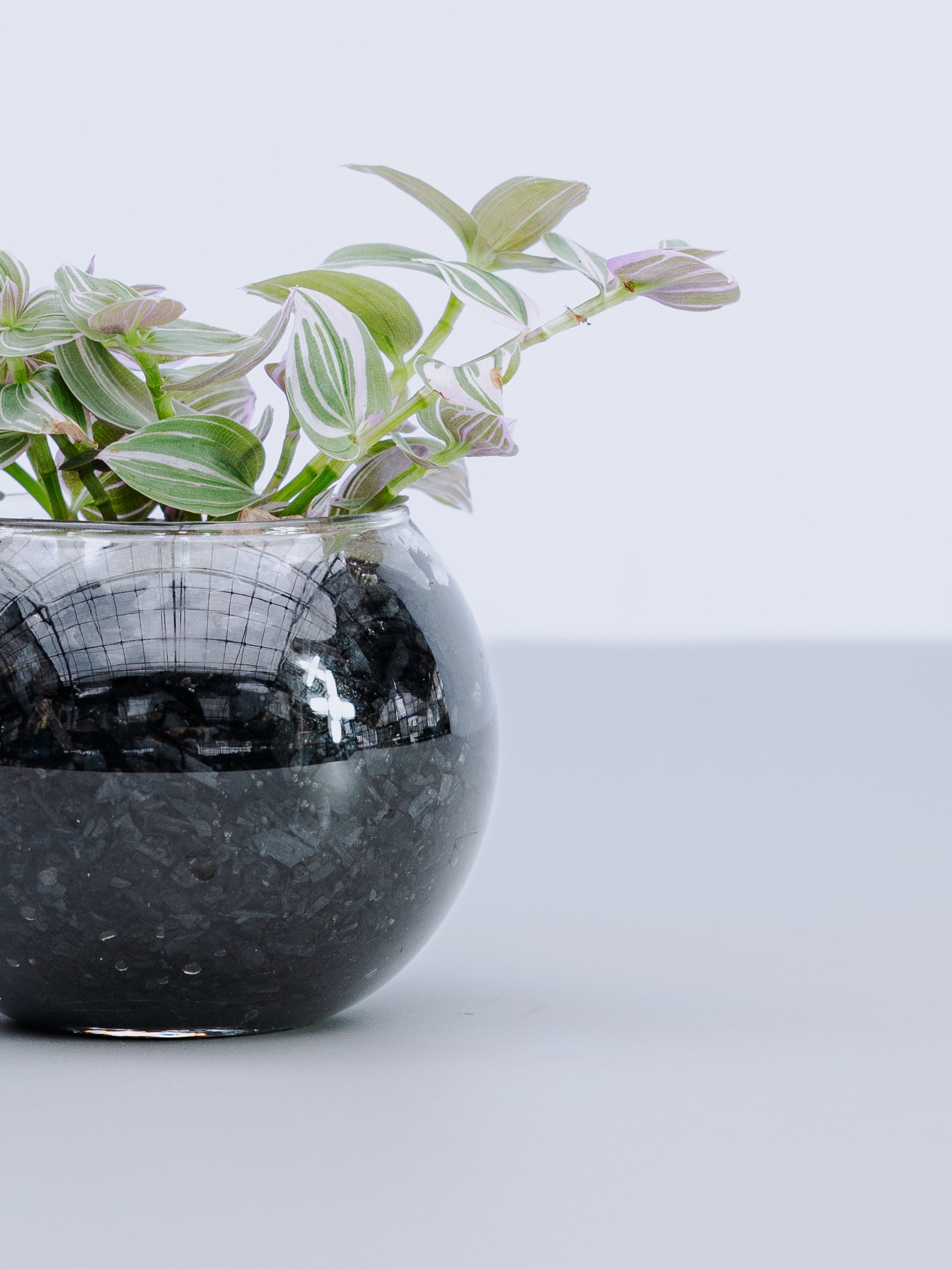 一点もの】トラディスカンティア Table-S | 観葉植物・お花の通販 AND