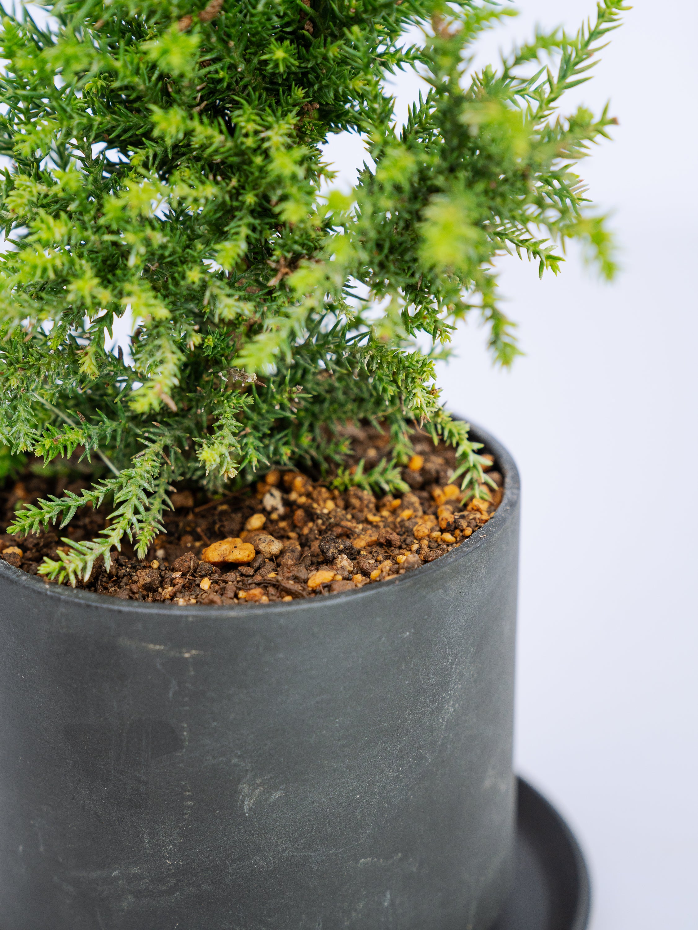 一点もの】八房杉 Table-M | 観葉植物・お花の通販 AND PLANTS (アンド 