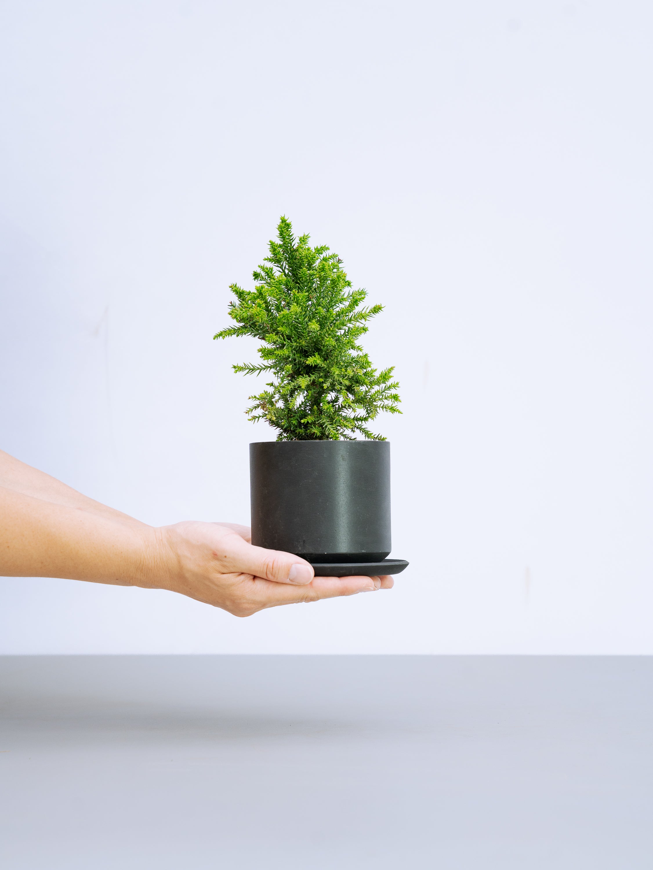 一点もの】八房杉 Table-M | 観葉植物・お花の通販 AND PLANTS (アンド 