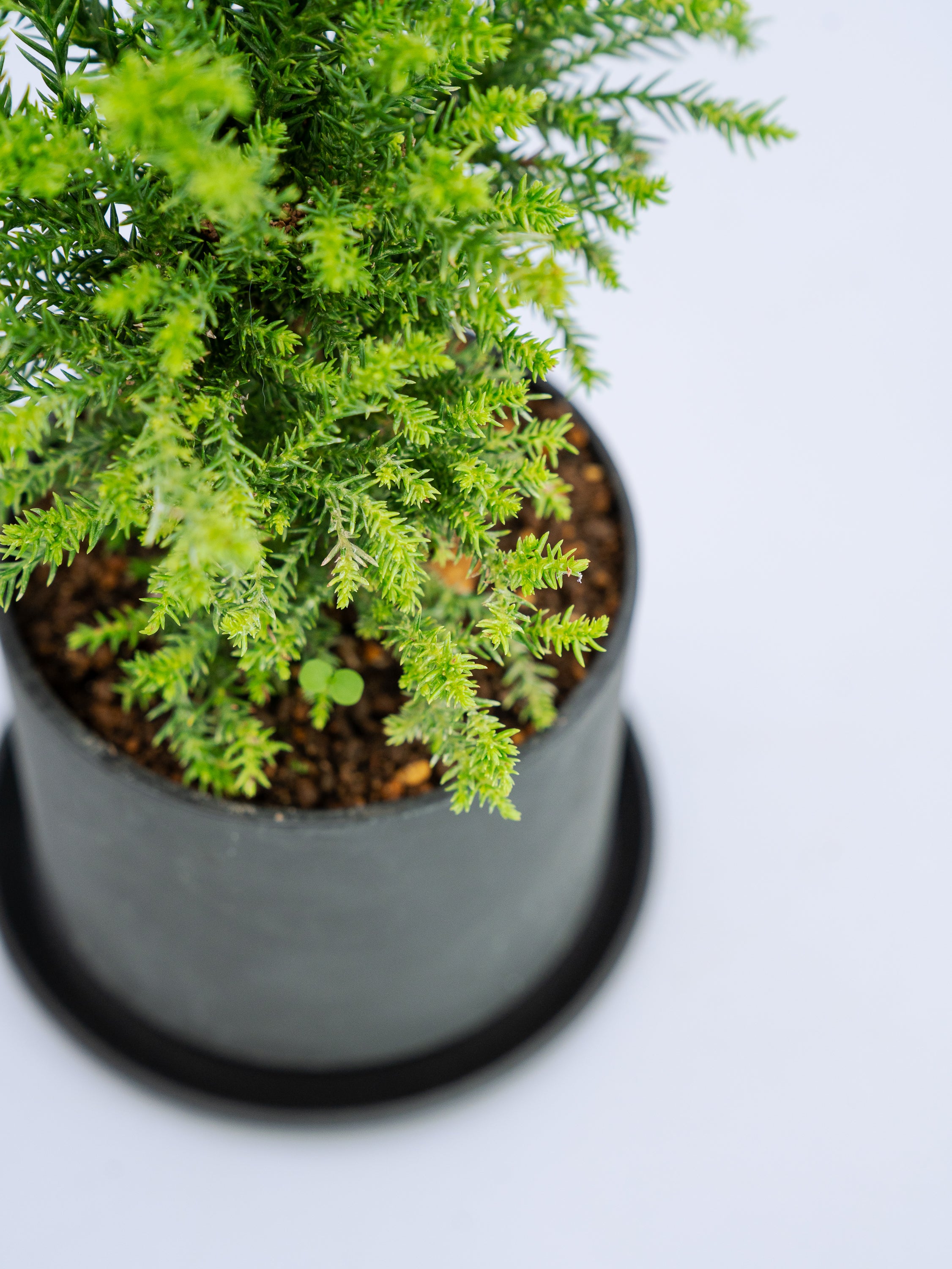 一点もの】八房杉 Table-M | 観葉植物・お花の通販 AND PLANTS (アンド