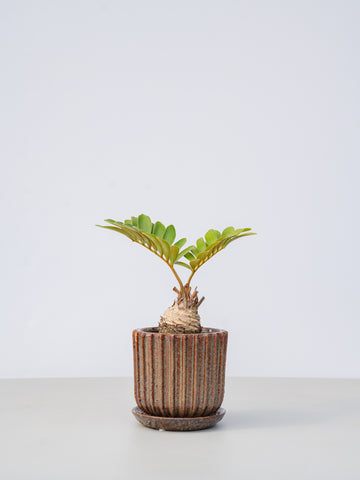 【一点もの】ザミア Table-L #11