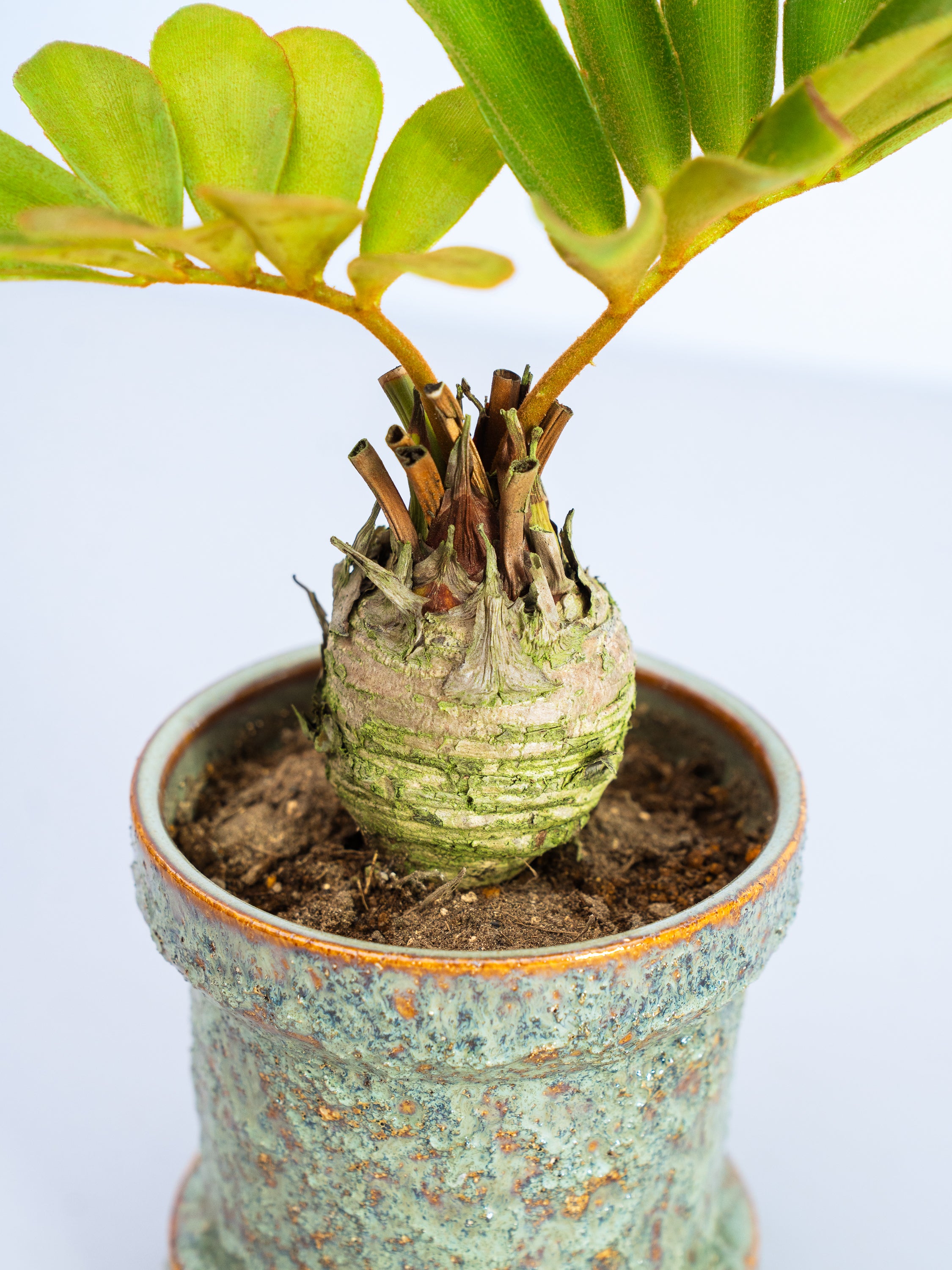一点もの】ザミア・プミラ Table-M #2 | 観葉植物・お花の通販 AND