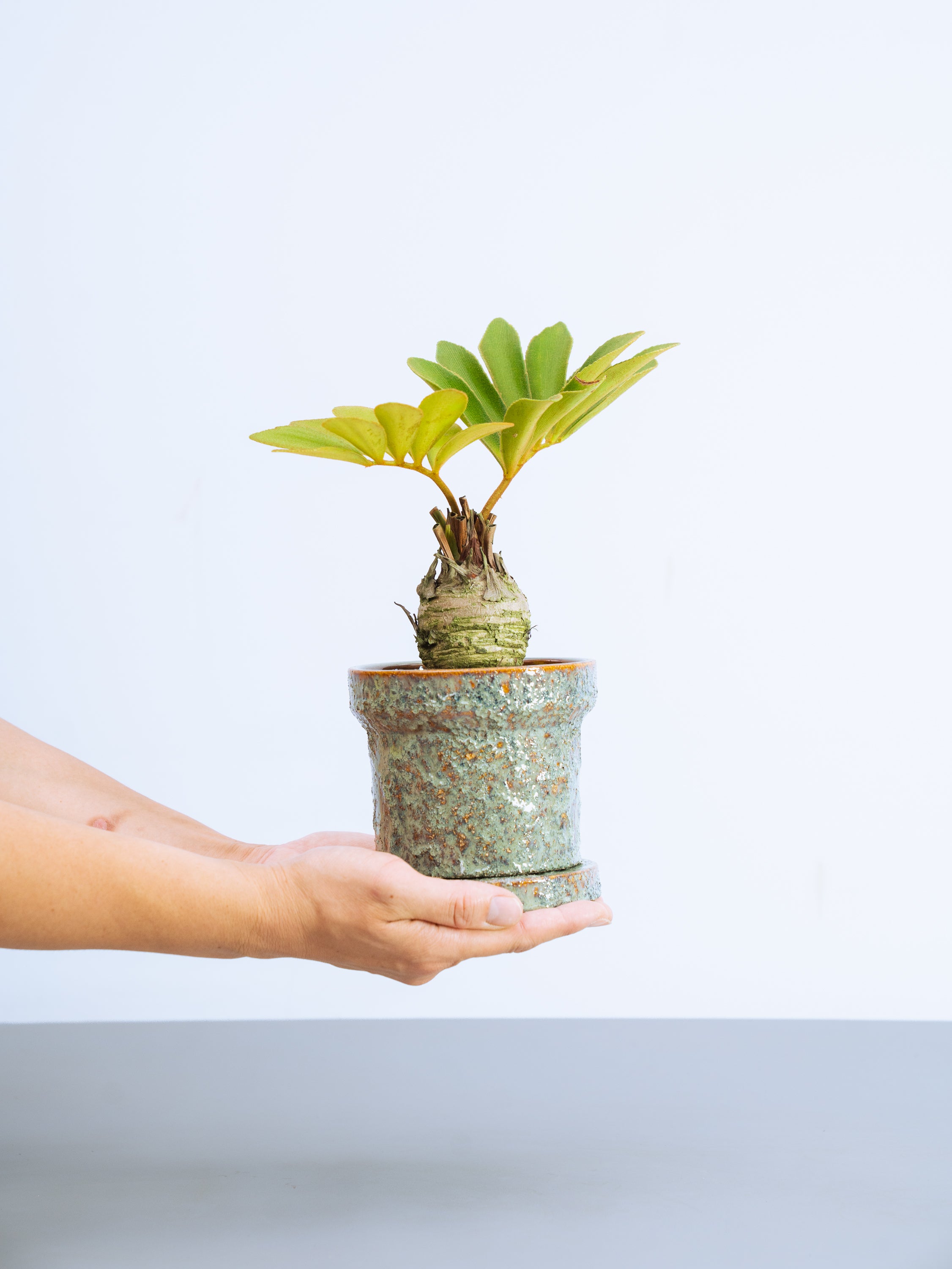 一点もの】ザミア・プミラ Table-M #2 | 観葉植物・お花の通販 AND