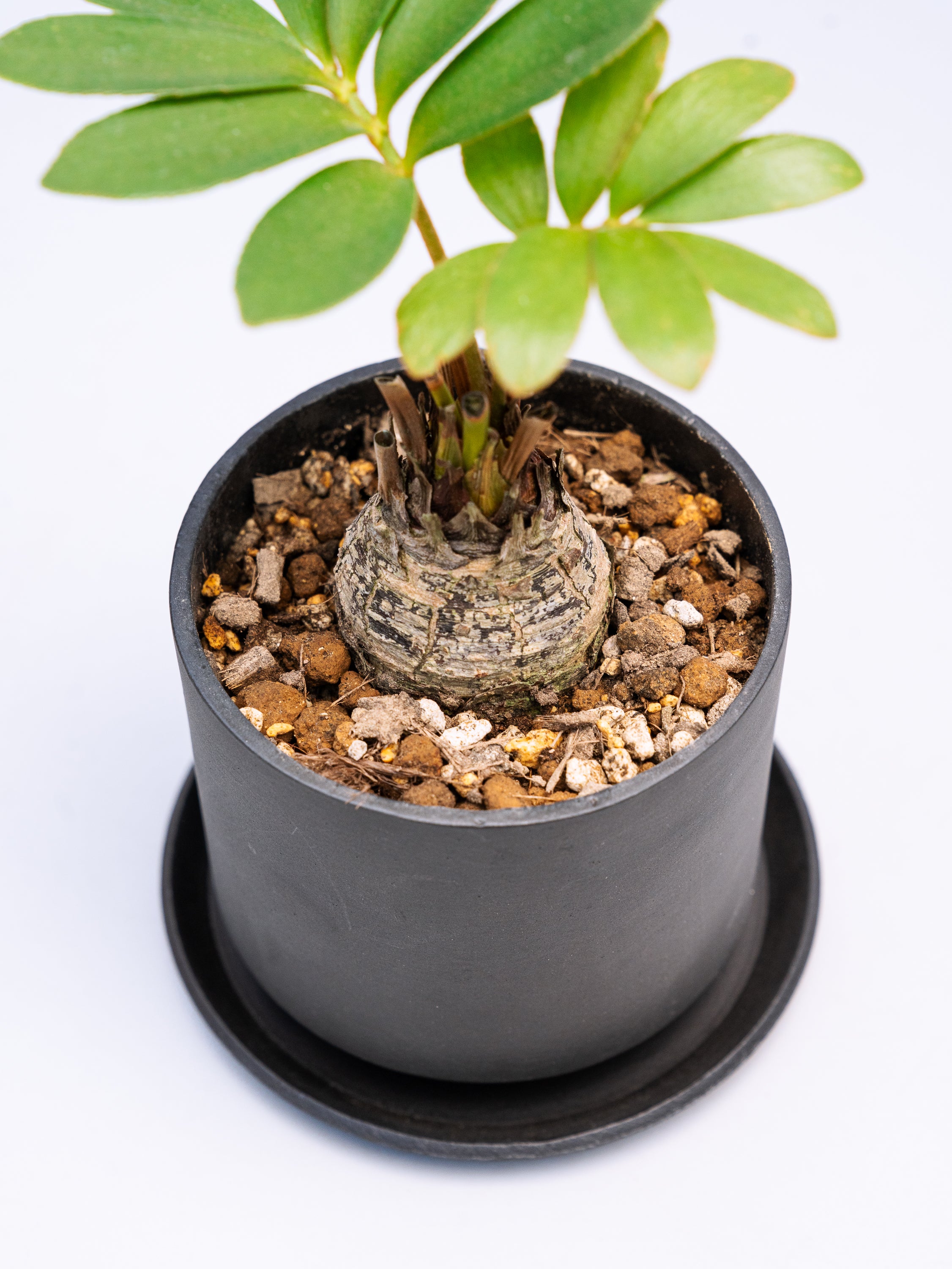 一点もの】ザミア・プミラ Table-M #4 | 観葉植物・お花の通販 AND 