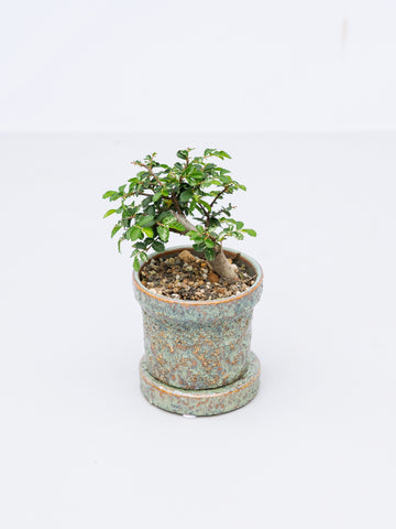 【一点もの】斑入欅（斑入りケヤキ） Table-S