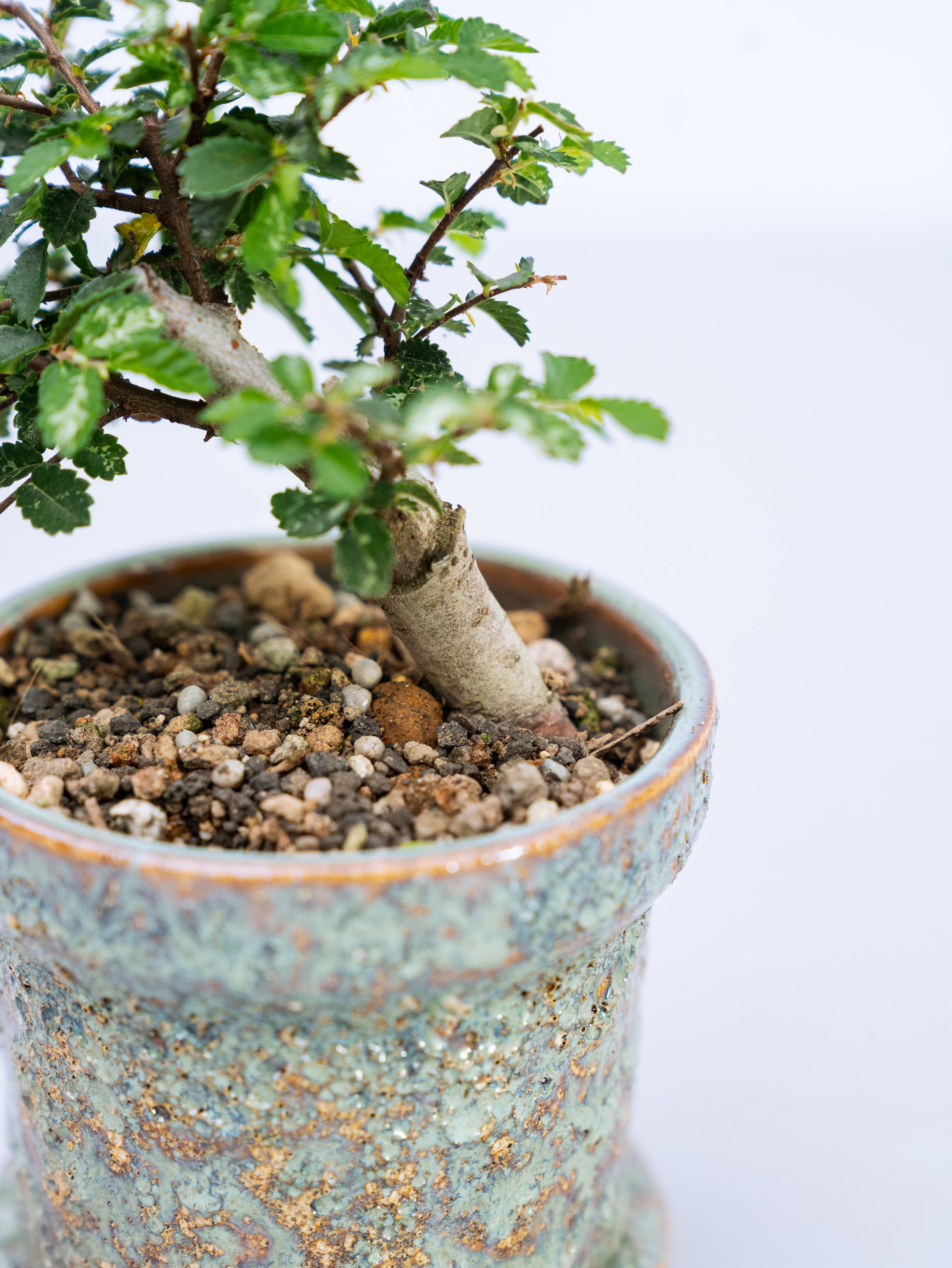 一点もの】斑入欅（斑入りケヤキ） Table-S | 観葉植物・お花の通販
