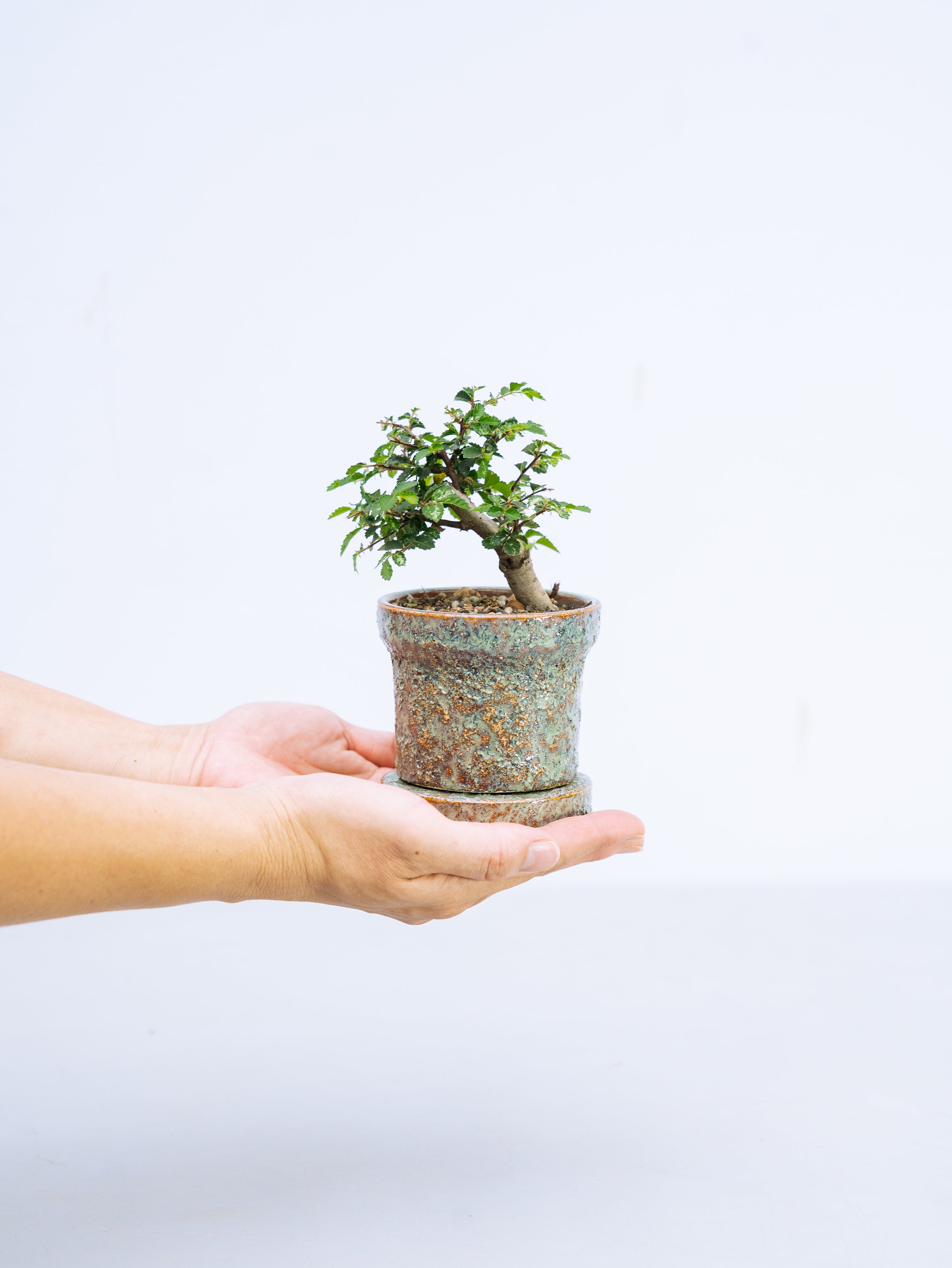 一点もの】斑入欅（斑入りケヤキ） Table-S | 観葉植物・お花の通販