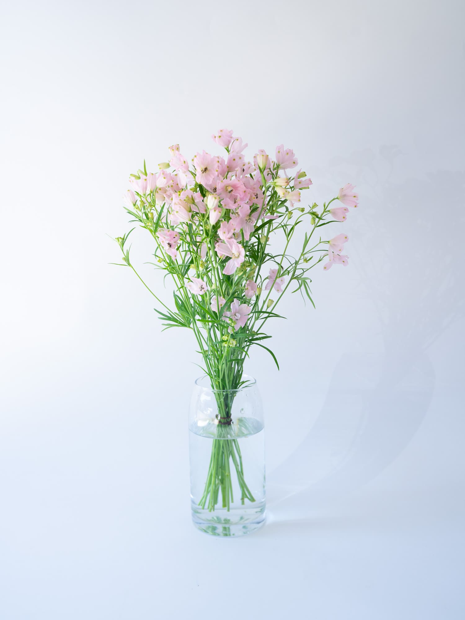 Weekend Flower - やわらかピンクのデルフィニウム -
