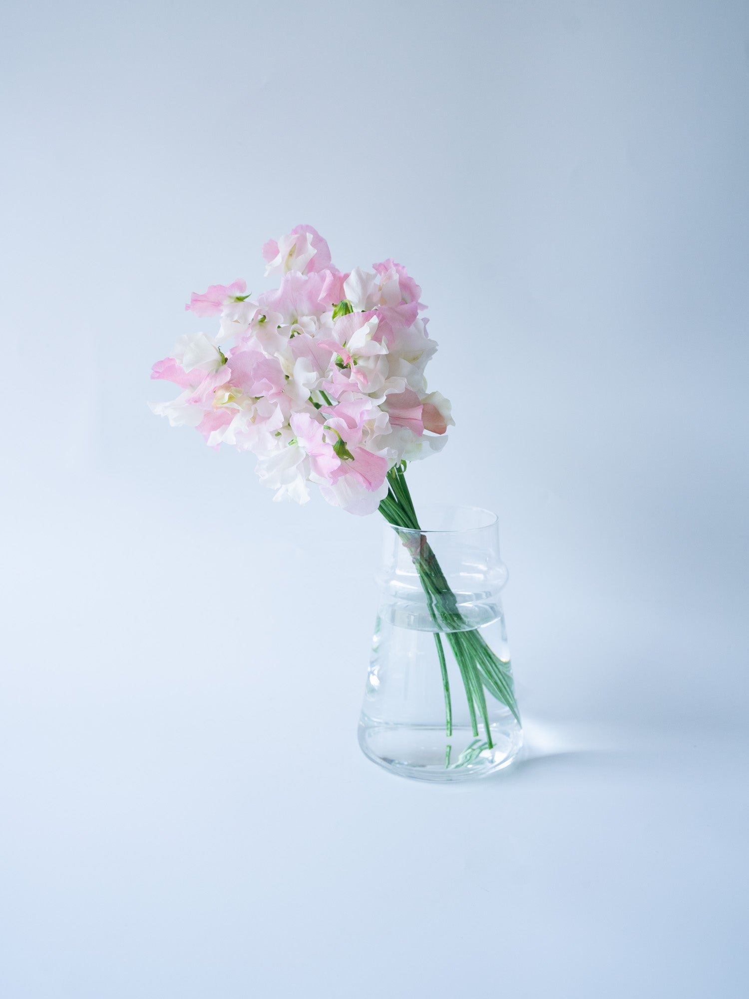 Weekend Flower - 甘い香りのスイートピー -
