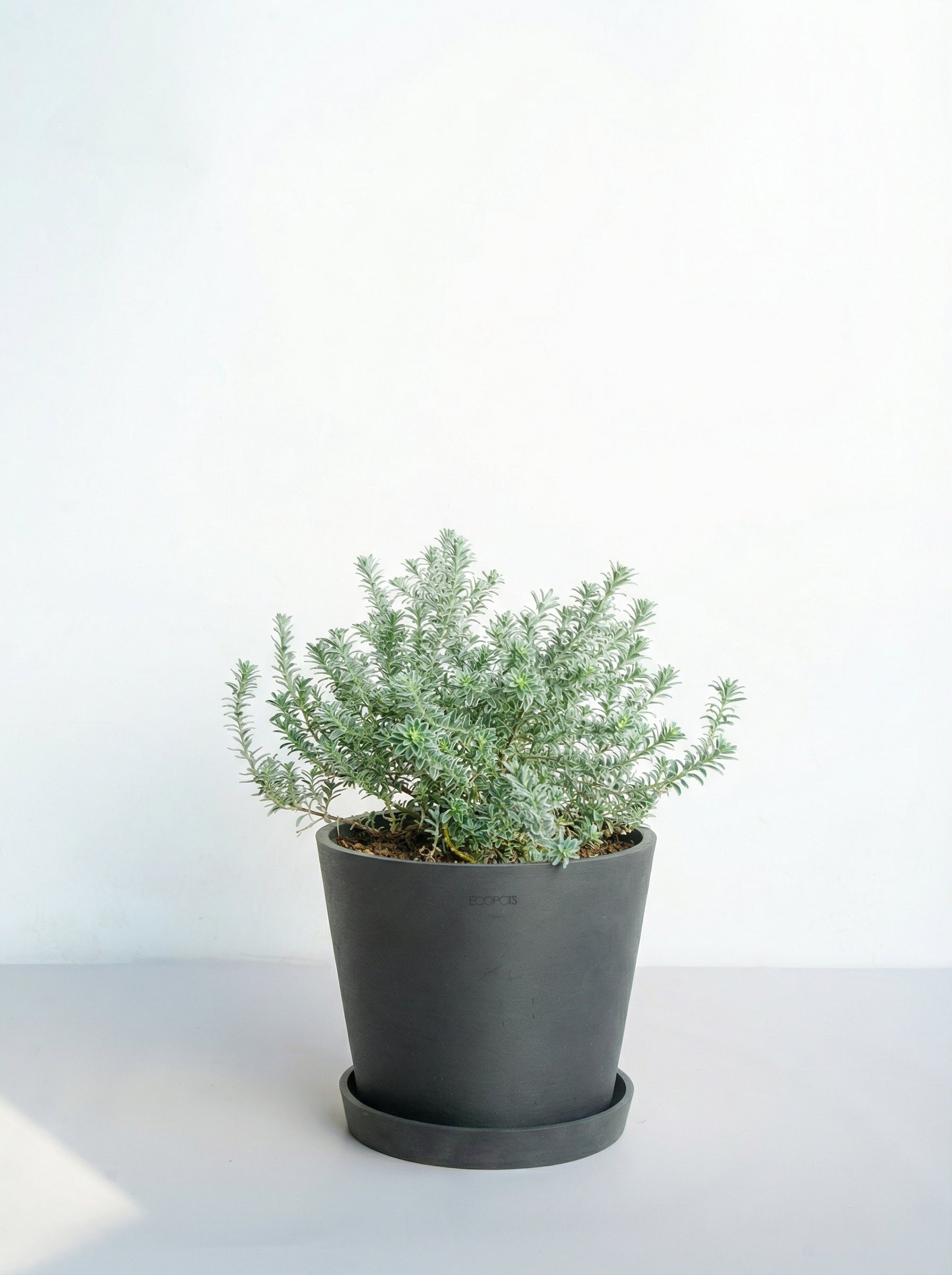 ウェストリンギア S | 観葉植物の通販 AND PLANTS (アンドプランツ)