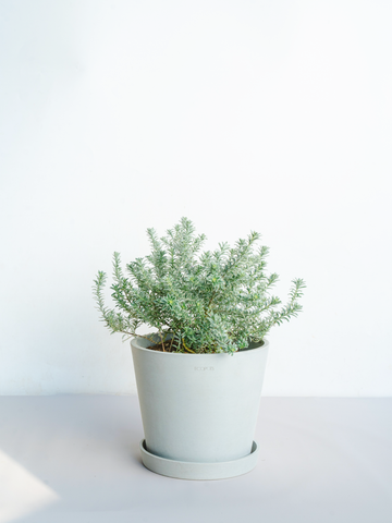 ウェストリンギア S