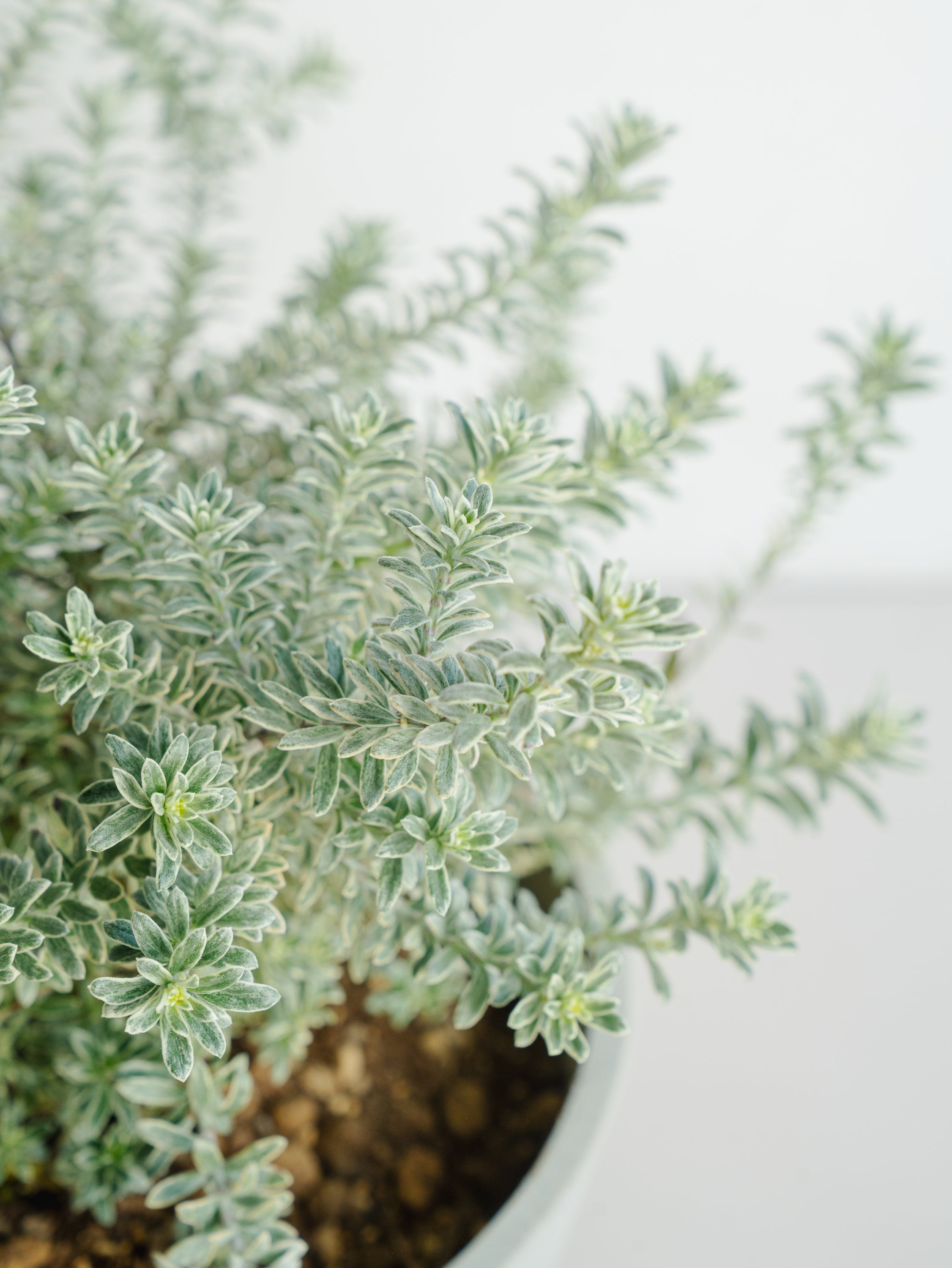 ウェストリンギア S | 観葉植物の通販 AND PLANTS (アンドプランツ)