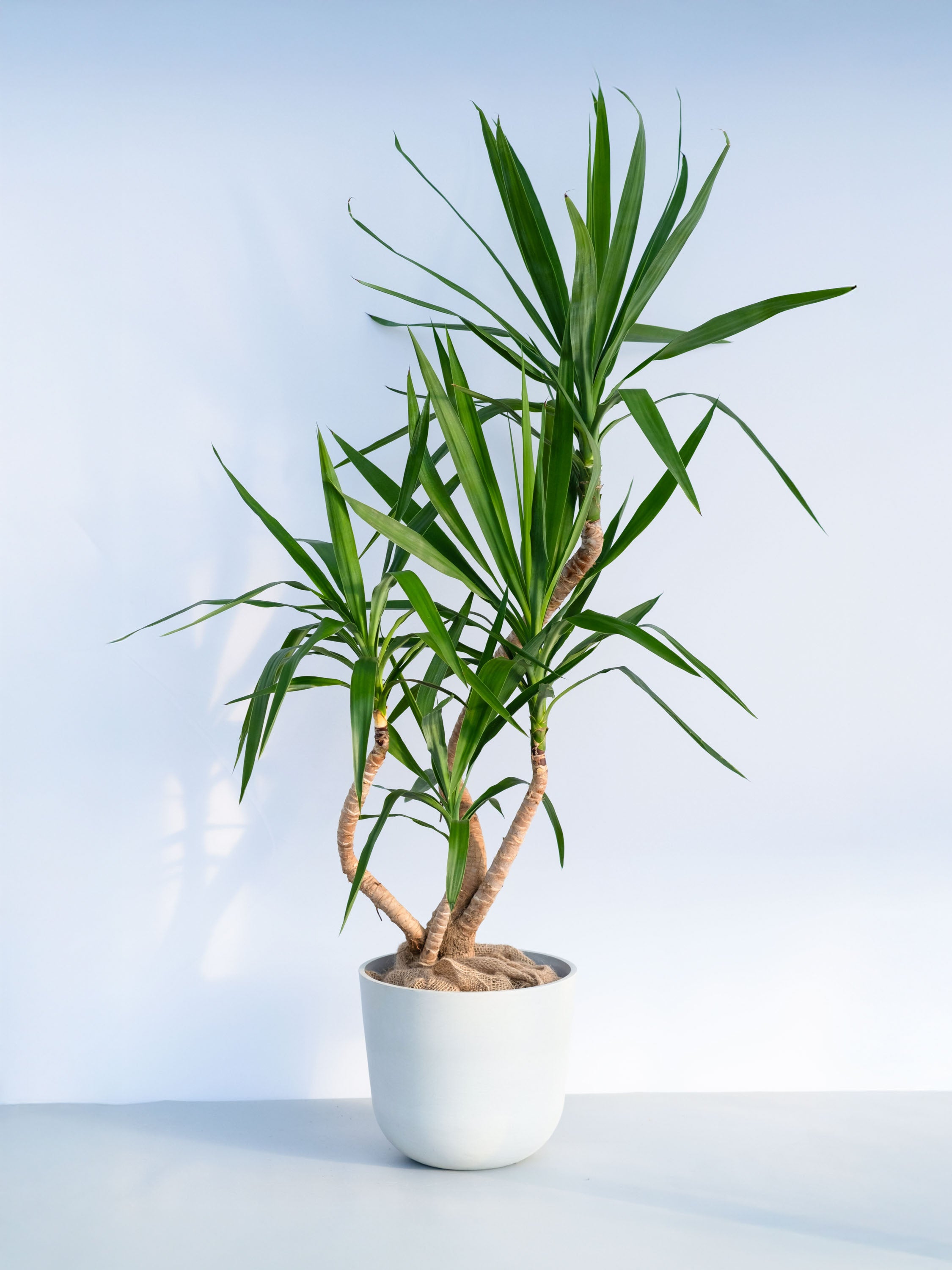 【一点もの】ユッカ ブランチ L #1