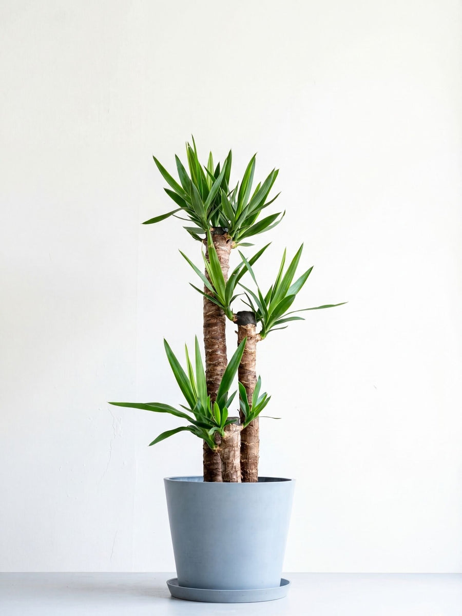 ［現品］36番　ユッカ　エレファンティペス　斑入り　10号　観葉植物　室内　大型 ユッカ・エレファンティペス 10号 | 観葉植物の通販 AND PLANTS