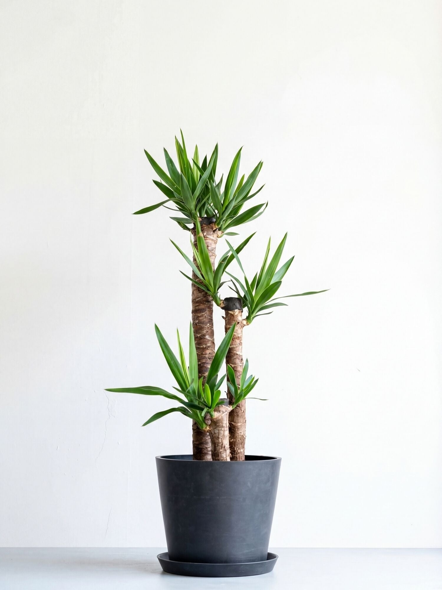 ユッカ・エレファンティペス L | 観葉植物の通販 AND PLANTS (アンド