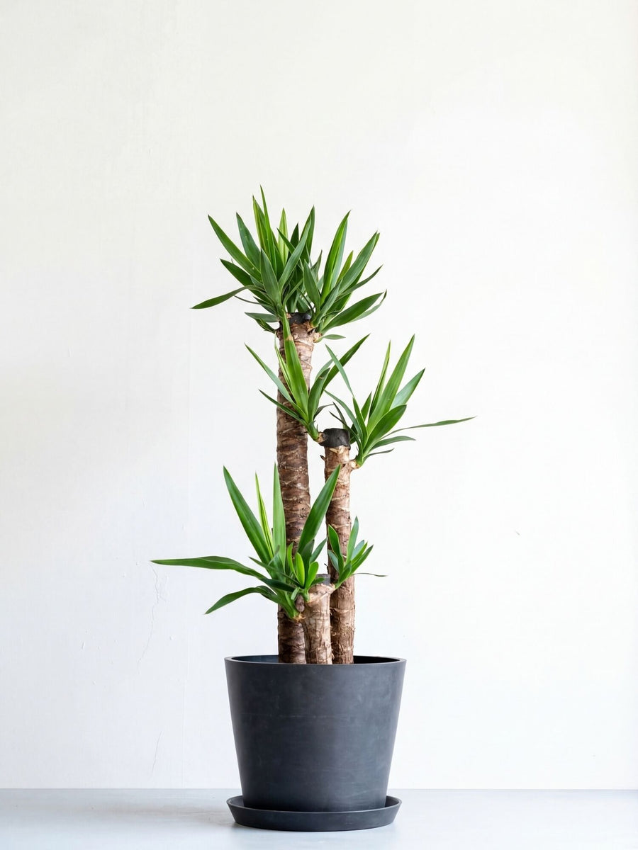 ユッカ・エレファンティペス（青年の木） | 観葉植物の通販 AND PLANTS