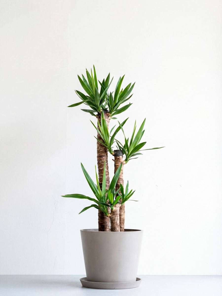 ユッカ・エレファンティペス 10号 | 観葉植物の通販 AND PLANTS