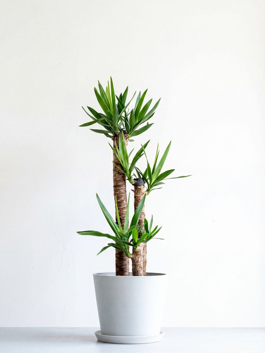 ユッカ・エレファンティペス 10号 | 観葉植物の通販 AND PLANTS