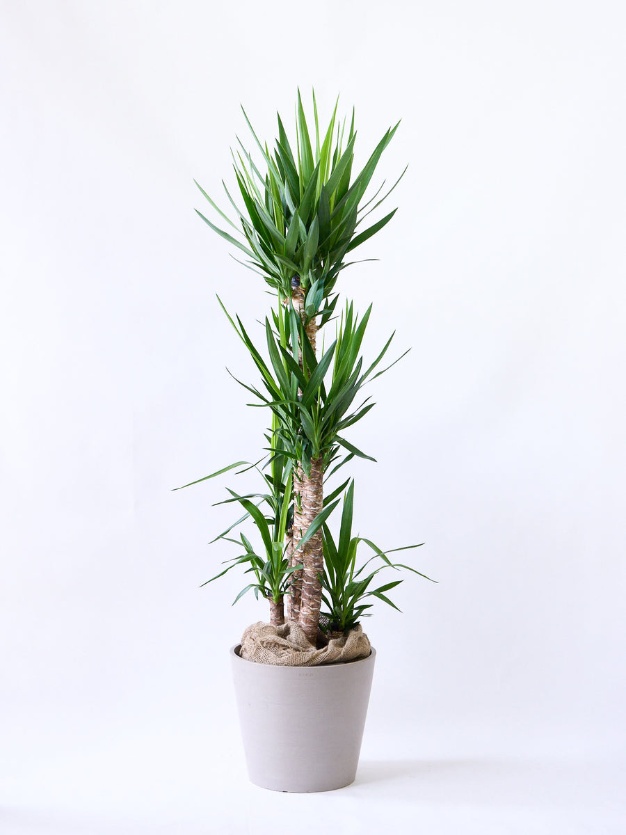 ユッカ エレファンティペス　超極太 ユッカ・エレファンティペス 13号 | 観葉植物の通販 AND PLANTS