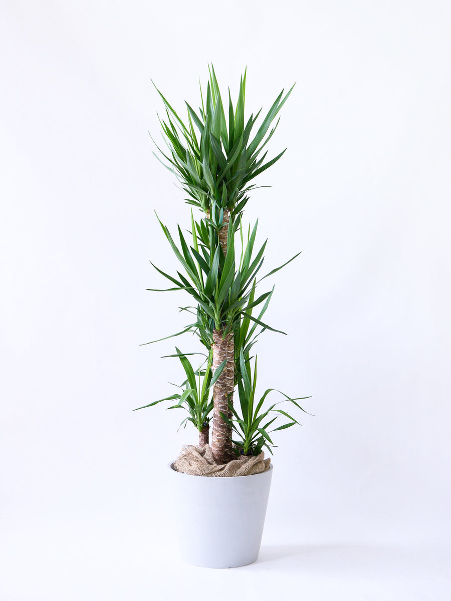 ユッカ・エレファンティペス 13号 | 観葉植物の通販 AND PLANTS