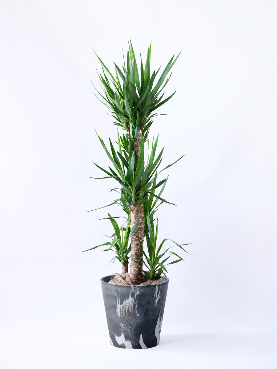 ［現品］36番　ユッカ　エレファンティペス　斑入り　10号　観葉植物　室内　大型 ユッカ・エレファンティペス 13号 | 観葉植物の通販 AND PLANTS