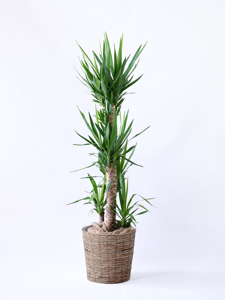 ユッカ・エレファンティペス 13号 | 観葉植物の通販 AND PLANTS