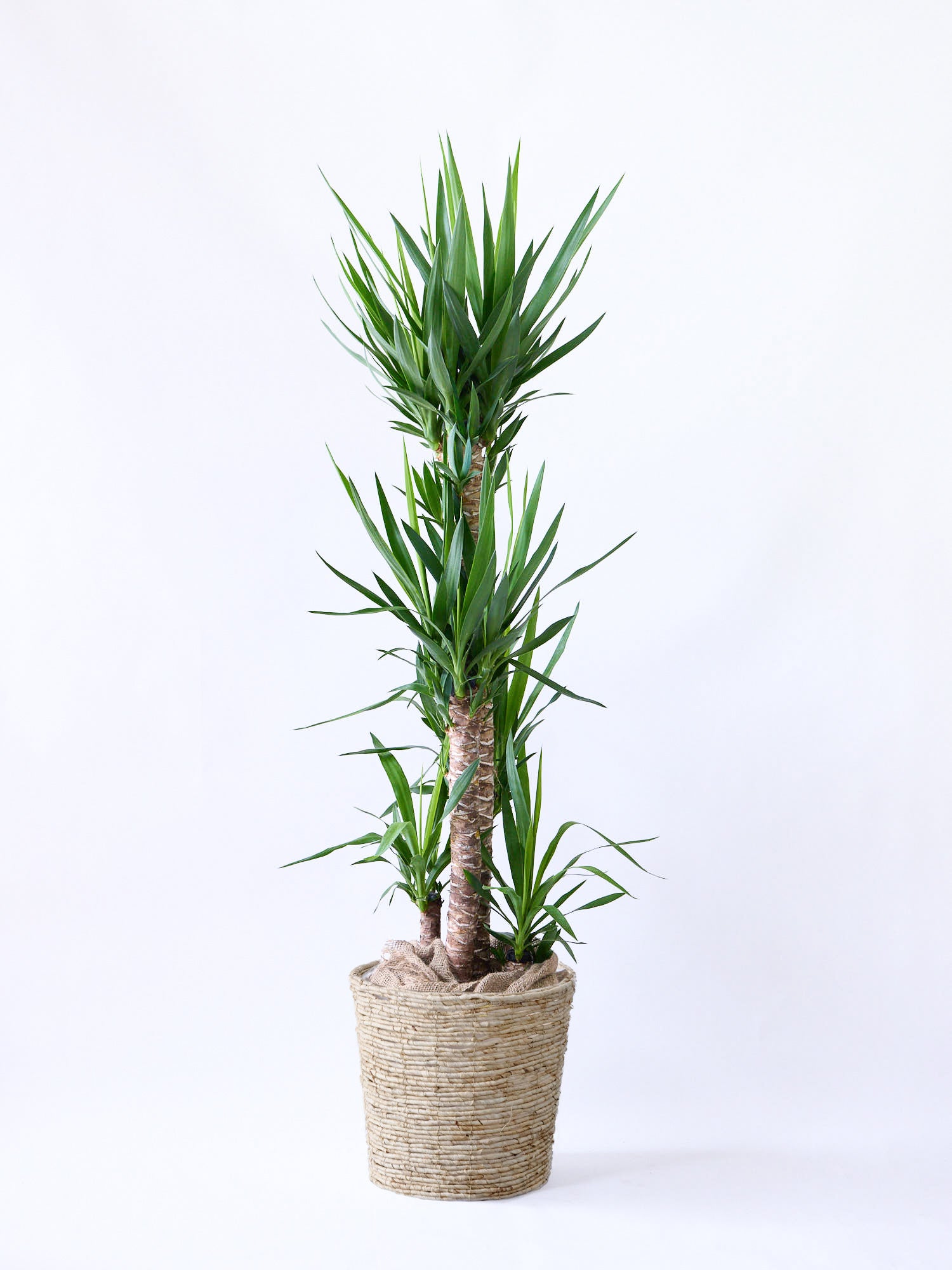 ユッカ・エレファンティペス XL  【首都圏限定】(バナナリーフバスケット ナチュラル)