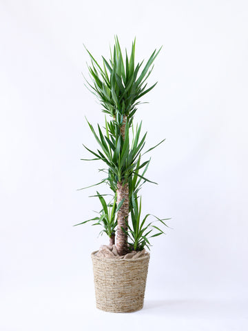 ユッカ・エレファンティペス XL  【首都圏限定】(バナナリーフバスケット ナチュラル)