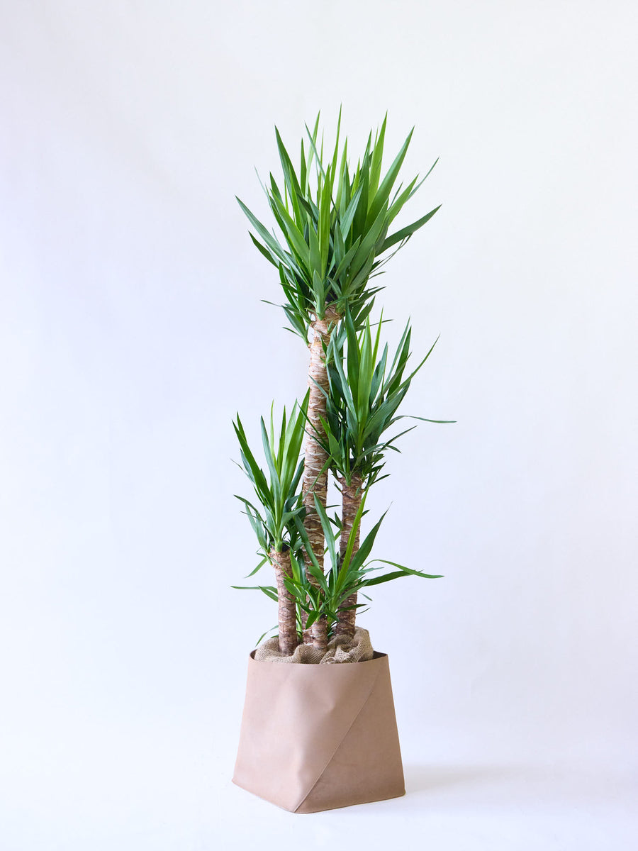 ユッカ・エレファンティペス 13号 | 観葉植物の通販 AND PLANTS