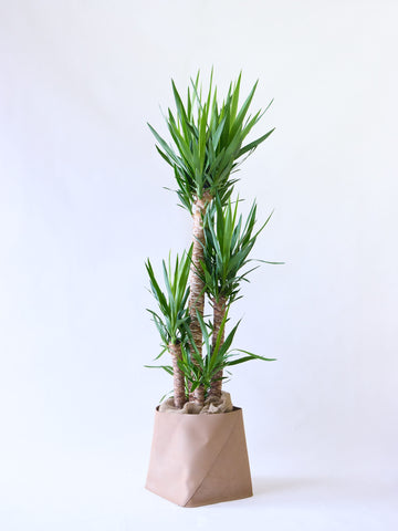 ユッカ・エレファンティペス XL  【首都圏限定】(レザーカバー ベージュ)