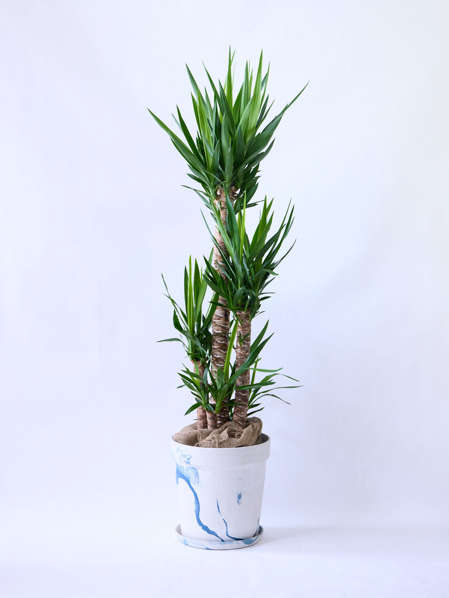 ユッカ・エレファンティペス（青年の木） | 観葉植物の通販 AND PLANTS
