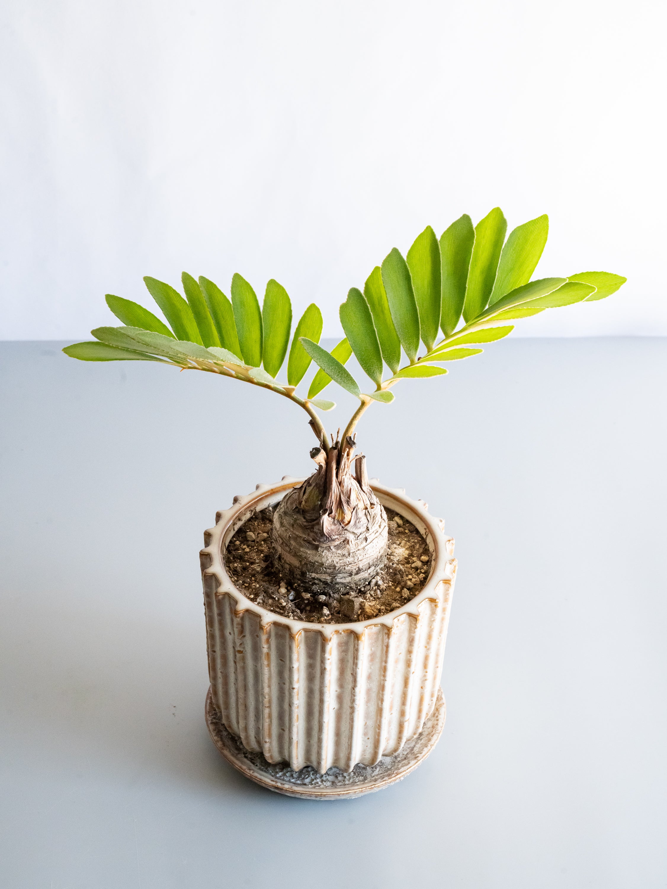 【一点もの】ザミア Table-L #9