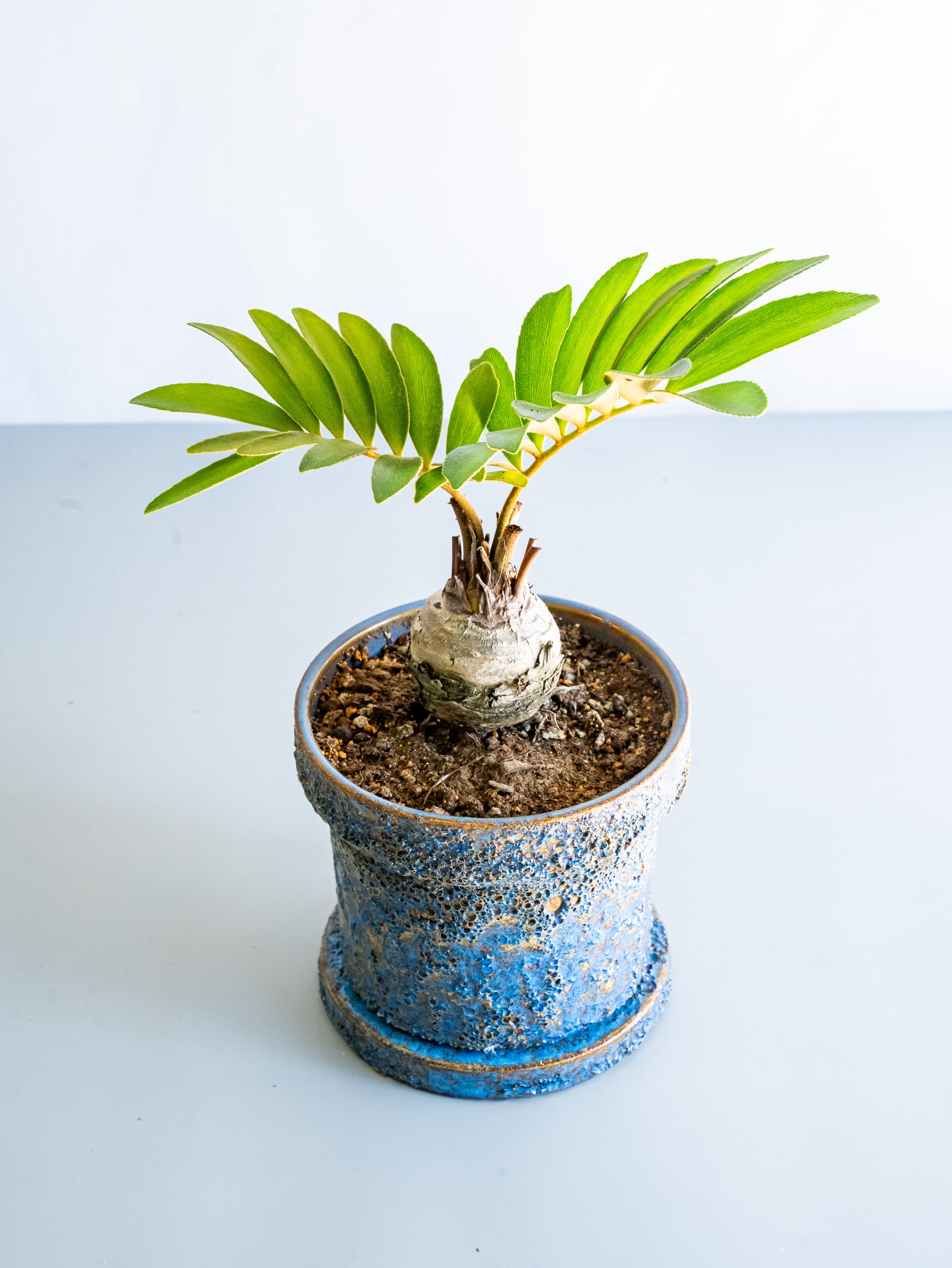 【一点もの】ザミア Table-L #7