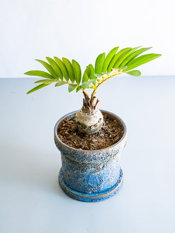 【一点もの】ザミア Table-L #7