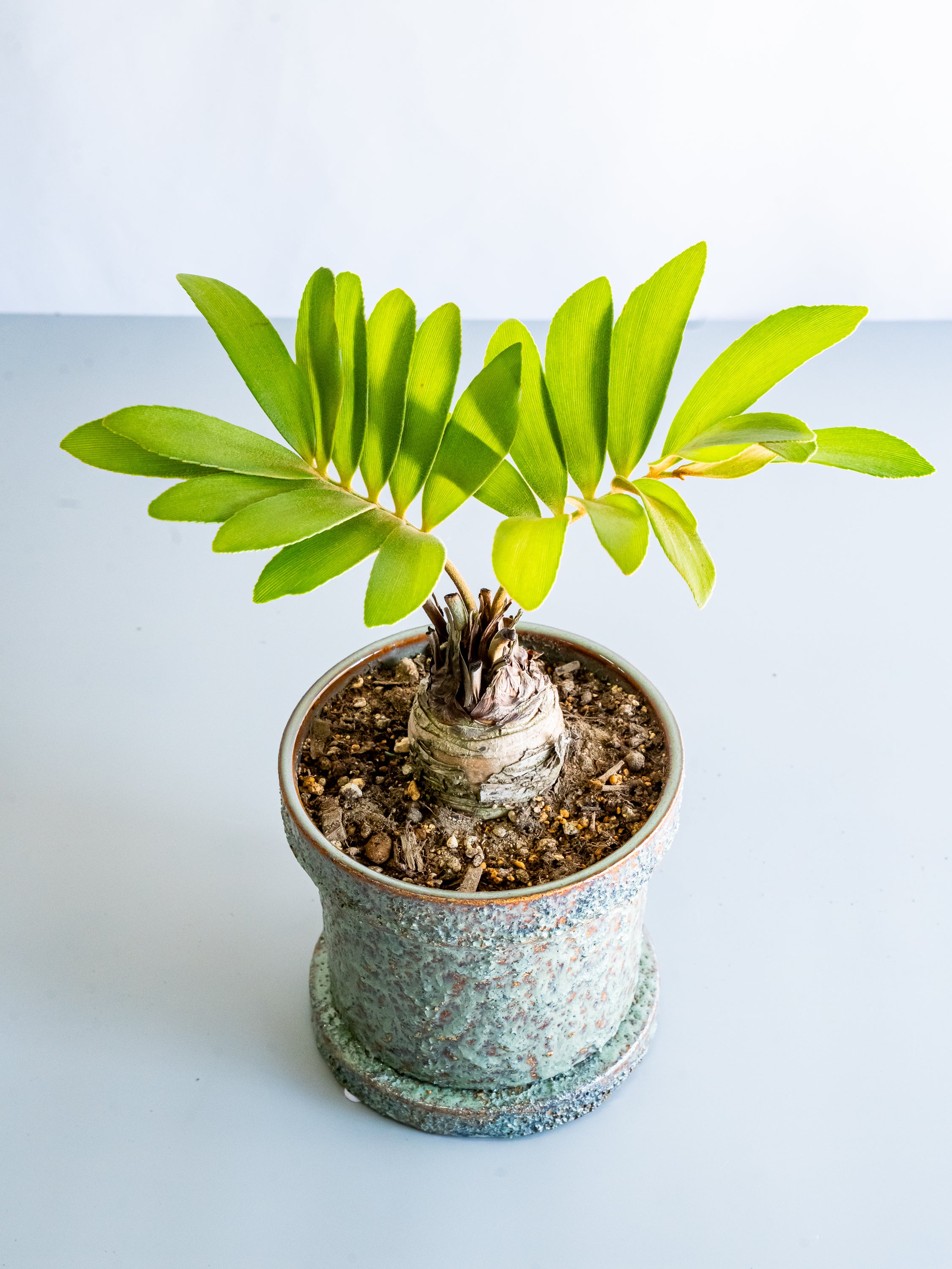 【一点もの】ザミア Table-L #6