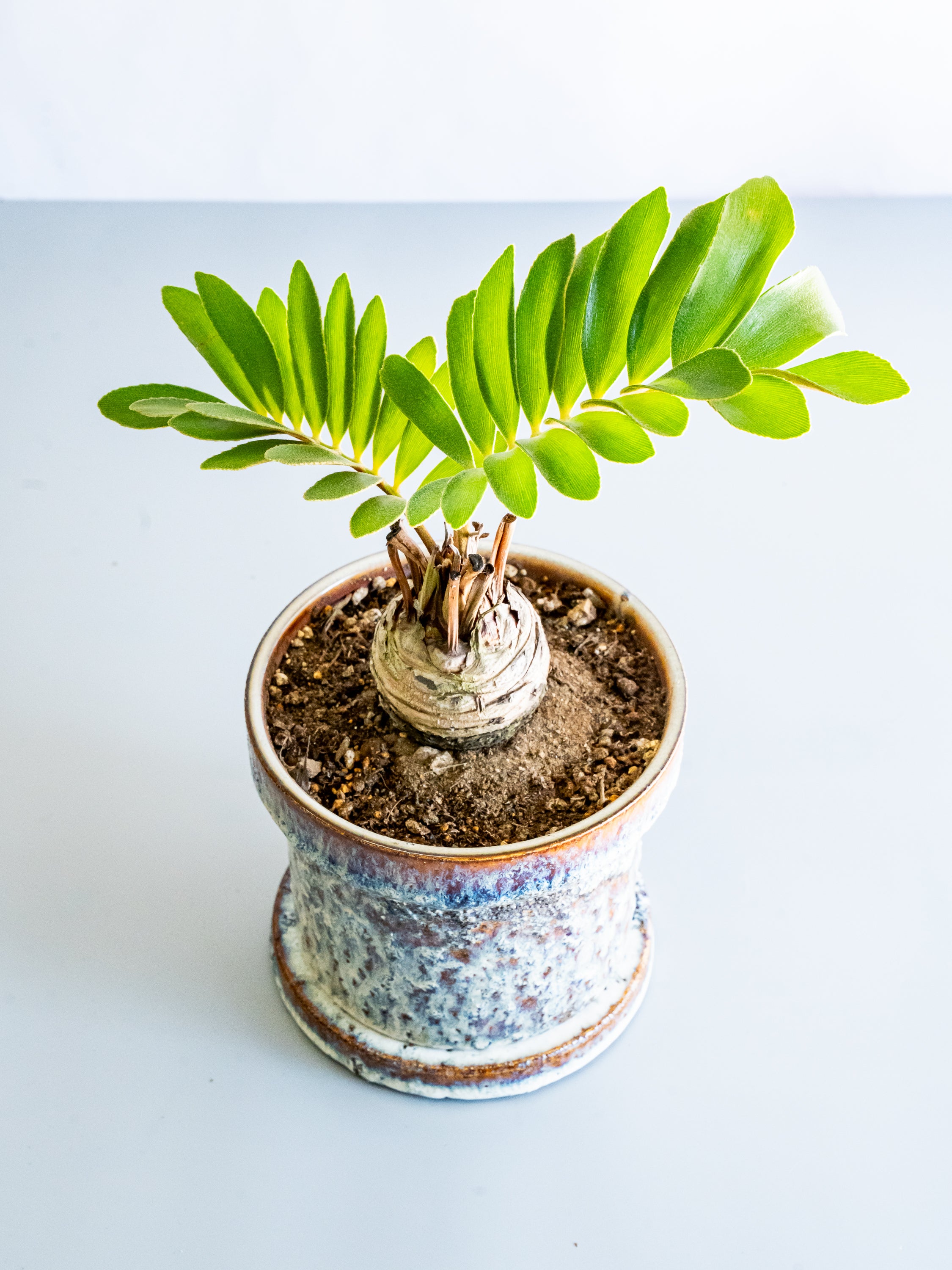 【一点もの】ザミア Table-L #8