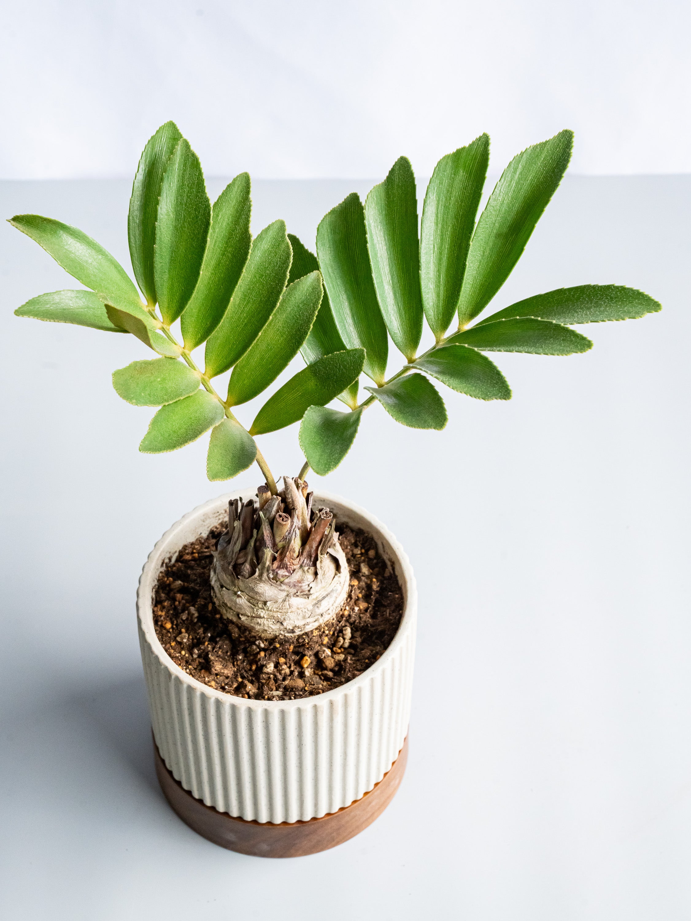 【一点もの】ザミア Table-L #5